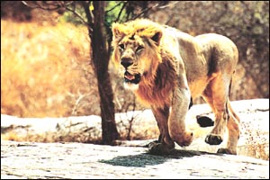 Nehru Zoological Park
