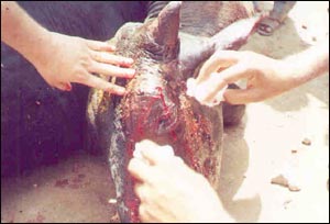 PFA - People For Animals