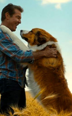 A Dogs Journey (english) - show timings, theatres list