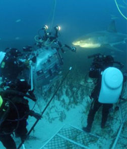 Under The Sea (3D) (english) - show timings, theatres list