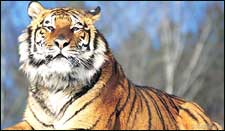 India - Kingdom Of The Tiger