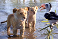 The Lion King (Hindi)